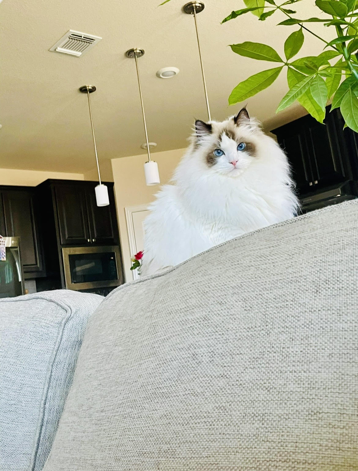 Grumpy cat